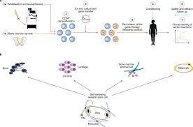 Advances In Stem Cell Research And Therapeutic Development Nature Cell Biology