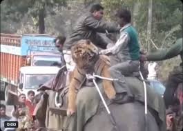 Elephant Next to a Tiger in Bihar ...