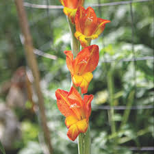 Image result for Gladiolus dalenii