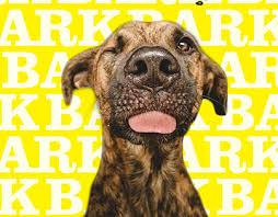 Las vegas (ktnv) — the animal foundation is waiving its adoption fees on certain pets ahead of the nfl's big game on sunday. Adoption Projects Photos Videos Logos Illustrations And Branding On Behance