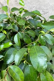 Image result for Ficus benjamina