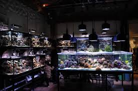 Local Fish Store Mixes Alcohol And Aquariums Aquanerd Aquarium Aquarium Store Aquarium Shop