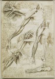 I'll provide an effective and painless way to learn or review anatomy and physiology Anatomy Meets Art Da Vinci S Drawings Royal Collection Live Science
