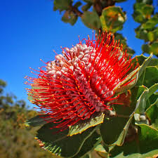 Image result for Banksia attenuata
