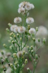 Image result for Erigeron bonariensis