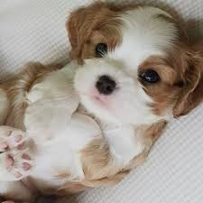 Pets Dogs Animal Dog Pet Life Adorable Https Weheartit Com Entry 325249382 Cute Baby Animals Cute Dogs Spaniel Puppies