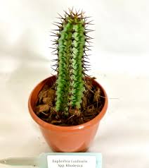 Image result for Euphorbia confinalis