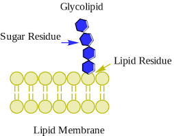Barrier of cells and organelles (figure 1). Glycolipid Wikipedia