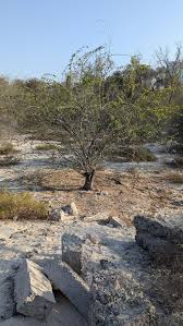 Image result for Prosopis juliflora