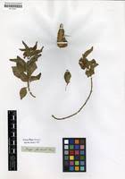 Image result for Marsdenia dregea