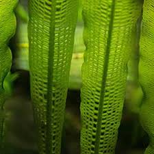 Image result for Aponogeton vallisnerioides