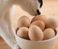 We did not find results for: Makanan Kucing Untuk Gemuk Dan Bulu Cantik Berkualiti Semuanya Tentang Kucing