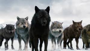 Twilight Wolves The Only Good Thing About The Twilight Saga And I Wish They Were Real I Would Want One As A Twilight Wolf Twilight Wolf Pack Twilight Jacob