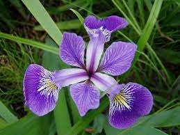 Iris Flower Data Set Wikipedia The Free Encyclopedia Iris Flowers Iris Versicolor Plants