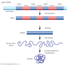 Transcription Definition Steps Biology Britannica