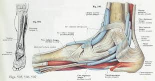 Anatomy Amp Physiology Illustration Ankle Anatomy Foot Anatomy Anatomy