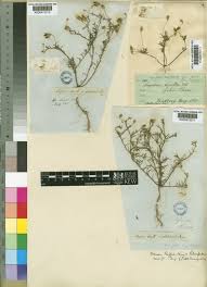 Image result for Leysera