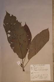 Image result for Maesobotrya