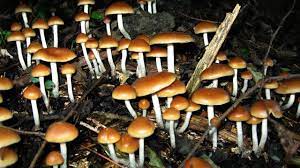 Taking Magic Mushrooms With Bipolar Disorder My Thoughts Experience Youtube