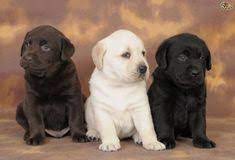 190 Labador Retriever Ideas Retriever Labrador Retriever Labrador