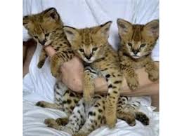 The kittens will be fully trained? F1 Savannah Kittens For Adoption Dubai Dubai Classifieds