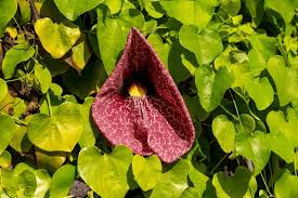 Image result for Aristolochiaceae