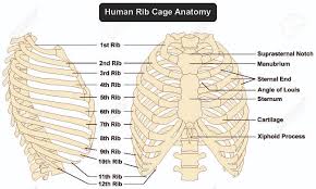 The ribs are curved, flat bones which form the majority of the thoracic cage. Human Rib Cage Anatomy Anterior And Right Lateral View All Bones Surface Royalty Free Cliparts Vectors And Stock Illustration Image 71810389