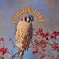 Wed. Bird Walk: Corson Hike event image
