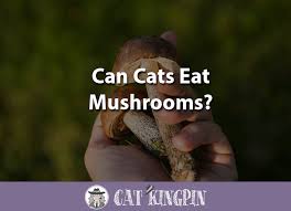 So they can eat mushrooms but i doubt they will. Can Cats Eat Mushrooms Cat Kingpin