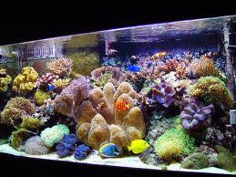 Check spelling or type a new query. A Custom Designed Saltwater Aquarium Catches Attention