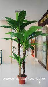 Banana Trees For A Reception Hall I Think So Banana Tree Japanese Banana Tree