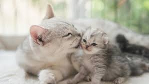 Maybe you would like to learn more about one of these? American Shorthair Colours Full Guide My British Shorthair