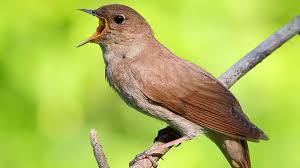 Birds Chirping In The Morning Thrush Nightingale Singing Bird In Spring Morning Luscinia Luscinia Youtube Nightingale Bird Pet Names Animals