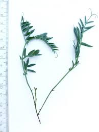 Image result for Aeschynomene sparsiflora