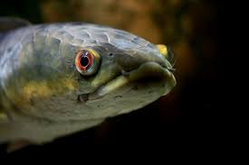 See more ideas about aquarium fish, fish tank, tropical fish. Snakehead Fish Britannica