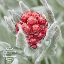 Image result for Helichrysum geminatum