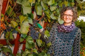 Darauf Mussen Sie Beim Weinanbau Im Garten Achten