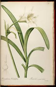 Image result for Ismene narcissiflora