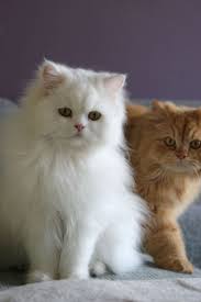 How To Groom A Persian Cat Persian Cat Doll Face Cat Breeds Cats