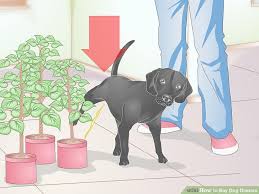 How To Buy Dog Diapers 12 Steps With Pictures Wikihow
