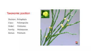 Image result for Psilotum