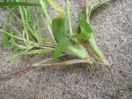 Image result for Digitaria calcarata