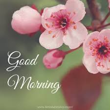 These beautiful flower pictures represent the beauty and freshness of the day with these sweetest flower. 60 Good Morning Images With Pretty Flowers Updated 2019