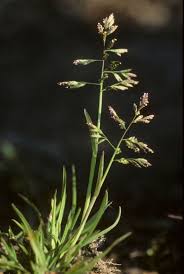 Image result for Poa annua