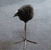 Pukeko Baby Pukeko GIF - Pukeko Baby pukeko Bird - Discover & Share GIFs