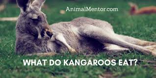Kangaroos also eat their own regurgitated food. What Do Kangaroos Eat