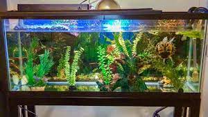 Red Eared Slider Turtle Tank Setup How To Set Up A Turtle Tank 55 Gallon Aquarium Youtube