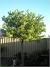 Low Maintenance Fast Growing Shade Trees