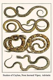 Snakes Of Ceylon Nose Horned Viper Adriatic Snake Art Art Prints Snake