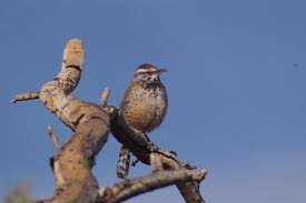 They use the sun for energy to grow. Desert Plants Provided By Homeowners Offer Habitat For Desert Bird Species Eurekalert Science News